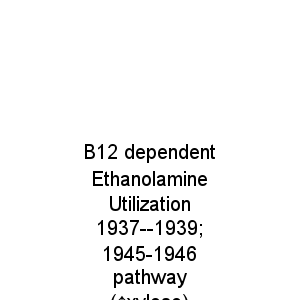 B12 dependent Ethanolamine Utilization 1937--1939; 1945-1946 pathway (↑xylose)